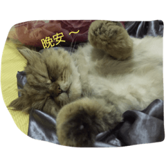 [LINEスタンプ] Six cat life diary