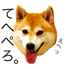 [LINEスタンプ] 柴犬の五郎くん