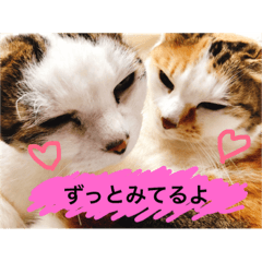 [LINEスタンプ] love me ku cat