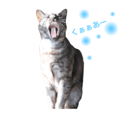 [LINEスタンプ] ゆずわさびの猫Life