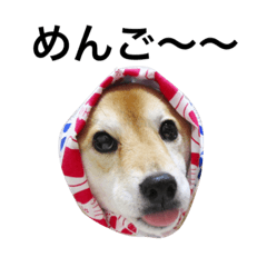 [LINEスタンプ] 柴犬うららと鯉太郎＆はちわれ猫からし2