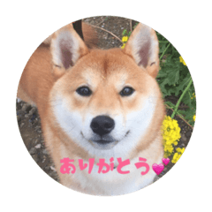 [LINEスタンプ] 柴犬ぷりんのスタンプ（日常編）