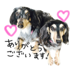 [LINEスタンプ] ニナとアコ