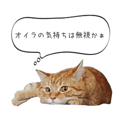 [LINEスタンプ] 茶トラ兄弟「オイボイ」