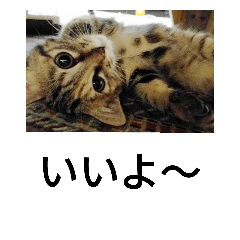 [LINEスタンプ] 猫のフレイア-2-