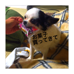 [LINEスタンプ] okamuradog