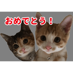 [LINEスタンプ] ネコのおあげとおこげ ②