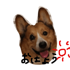 [LINEスタンプ] コーギーのポテト