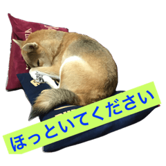 [LINEスタンプ] 柴犬サチ