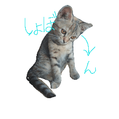 [LINEスタンプ] もいにゃっす