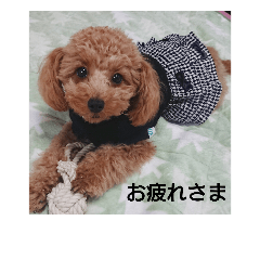 [LINEスタンプ] toy poodle maruko