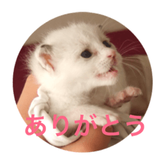 [LINEスタンプ] 猫のココア