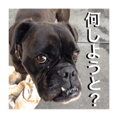 [LINEスタンプ] 博多弁ボクサー犬！