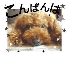 [LINEスタンプ] 家族への言葉 (犬猫編)