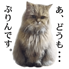 [LINEスタンプ] 猫写真【チンチラ猫のぷりんさん】part2