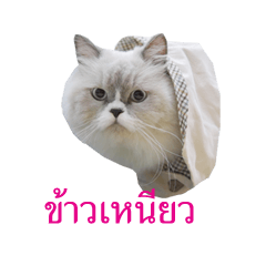 [LINEスタンプ] Persian Cat "kaao nieow"(III)