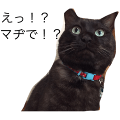 [LINEスタンプ] my cat okoge3