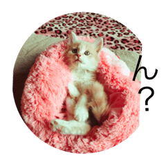 [LINEスタンプ] アッチ君(猫)