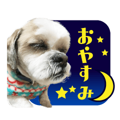 [LINEスタンプ] 【シーズー犬】の日常会話パート1