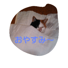 [LINEスタンプ] cat teacher.
