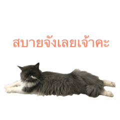 [LINEスタンプ] The Three Little Cats (part1)