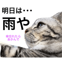 [LINEスタンプ] 関西弁にゃんこ1