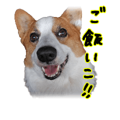 [LINEスタンプ] うちのかんすけ