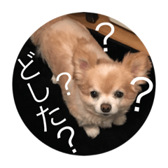[LINEスタンプ] キンちゃん2