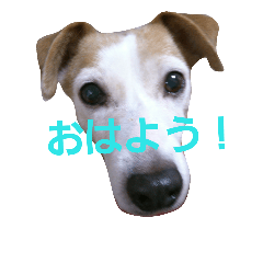 [LINEスタンプ] ゆずの日常2～ジャックラッセルテリア～