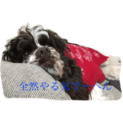 [LINEスタンプ] うちのこっかーず
