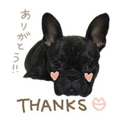 [LINEスタンプ] UGGfrenchbulldog1