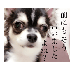 [LINEスタンプ] 黒チワワのライ君