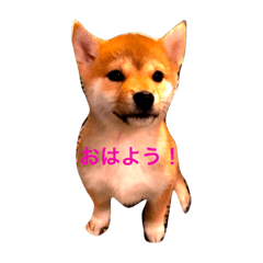 [LINEスタンプ] 豆柴犬しえるさま