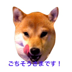 [LINEスタンプ] 豆柴犬しえるさま 2