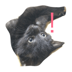 [LINEスタンプ] にゃーもんず