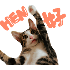[LINEスタンプ] 表情が豊かな猫のはなちゃん