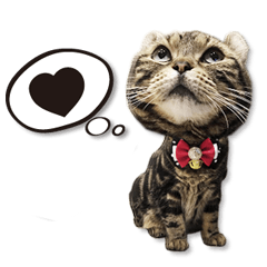 [LINEスタンプ] Life of my cat - Vivi