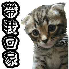 [LINEスタンプ] Diary of cutest cats - a niou