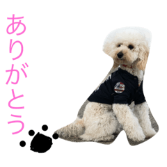 [LINEスタンプ] 私のトイプードルのスタンプ