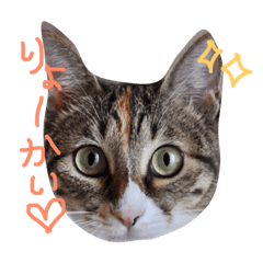 [LINEスタンプ] ねこ ねこ ねこ ♡