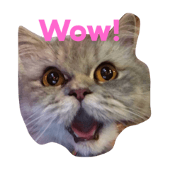 [LINEスタンプ] meaw neko