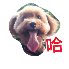 [LINEスタンプ] Poodle BoBo