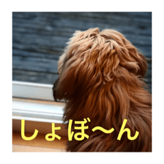 [LINEスタンプ] 歌舞伎犬スタンプ