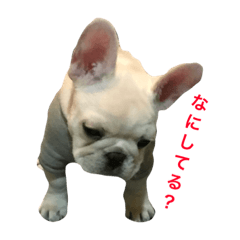 [LINEスタンプ] フレブルむっち君