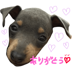 [LINEスタンプ] ミニピンぶるちゃん②