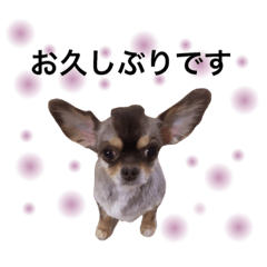 [LINEスタンプ] ちわわたち②