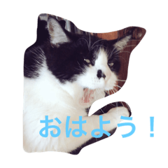 [LINEスタンプ] うちの猫ちゃんたち。