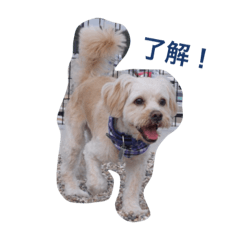 [LINEスタンプ] マルプーのまる