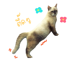 [LINEスタンプ] SUMOCAT