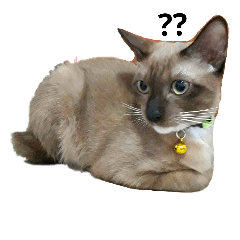 [LINEスタンプ] SisteryCats